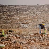 Planting trees in Samaria