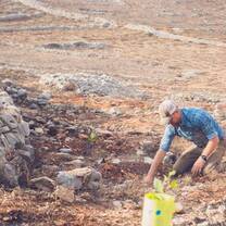 Planting trees in Samaria