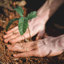 Planting saplings in Israel