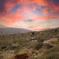 Planting trees in Samaria