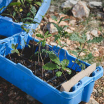 New saplings ready to go in the ground