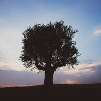 Olive tree at sunset