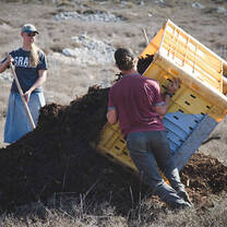 Adding mulch and fertilizer to the trees to help them grow well