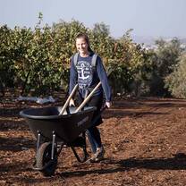 Adding mulch and fertilizer to the trees to help them grow well