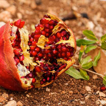 We plant fruit trees too!