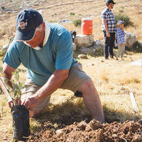 Planting trees in Judea