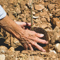 Planting trees in Judea