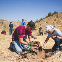 Planting trees in Judea