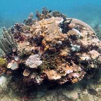 Coral head