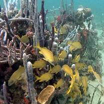 Caribbean fish