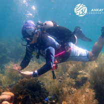 Diver surveying coral health