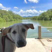 Josh's dog on one of their many adventures