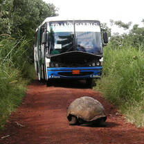 Galapagos Tortoise in the Road