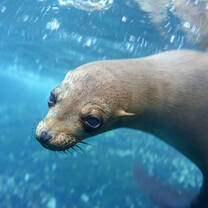 Snorkeling with sea lions, Galapagos