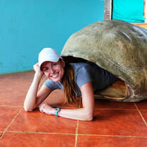 Galapagos Tortoise Shell Size