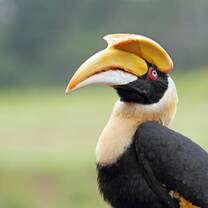 Hornbill