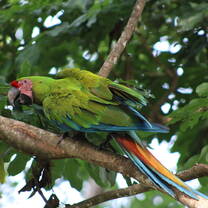 A colorful parrot sits on a tree branch. 