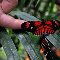 butterflies