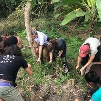 Tree planting