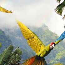Parrots flying above the mountains of Monteverde