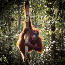 Jacky the orangutan