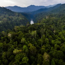 Photo of Jungle taken with drone