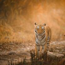 Experience the roar