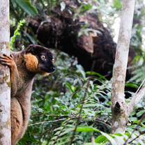 Cheeky Varika lemur in camp