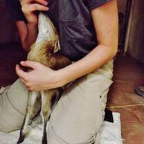 A volunteer feeds an orphaned duiker antelope 