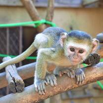 An orphaned monkey looks at the camera