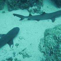 a photo of sharks underwater 
