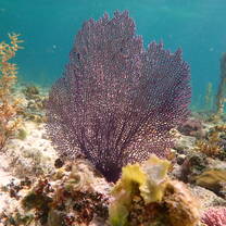 underwater views 