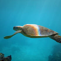 a sea turtle 