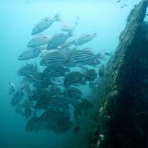 school of fish