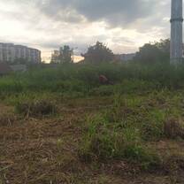 Clearing land