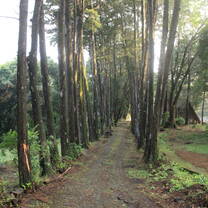 Farm lane road through tall trees