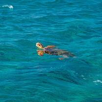 Turtle Rustic Pathways Greece