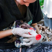 Volunteer providing essential care to armadillos rescued from wildfires