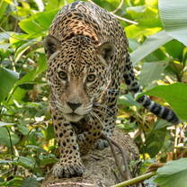 Katie, one od the rescued jaguars in CIWY 