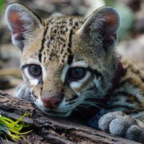An ocelot that arrived in New Year due to illegal pet trade