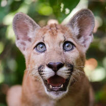 Valo, a rescued Puma in Sanctuary Ambue Ari