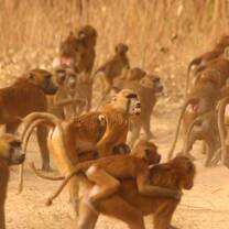 Guinea baboons