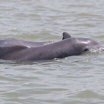 Critically Endangered humpback dolphins