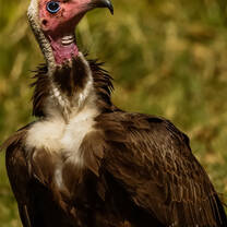 Critically Endangered hooded vultures