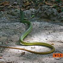 Green mamba