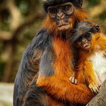 Critically Endangered Temmincks red colobus