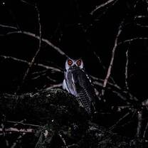 Owl on a night walk