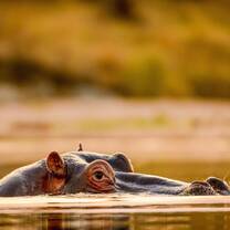 Hippos!