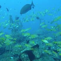 fish in ocean