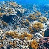 coral reefs